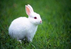 兔子拉稀怎么辦？