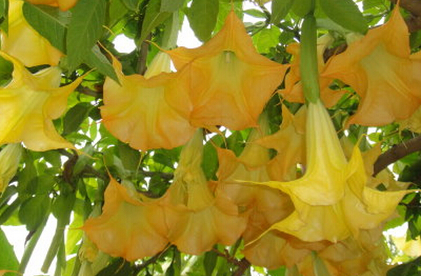 野生曼陀羅花圖片 曼陀羅花的用途 曼陀羅花的功效