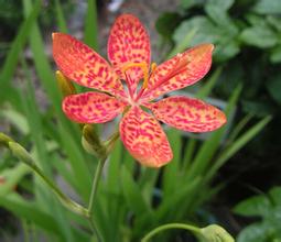 射干圖片 中藥射干的功效與作用 射干的作用