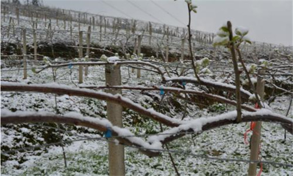 獼猴桃凍害的預(yù)防方法