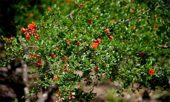 石榴樹的主要產地