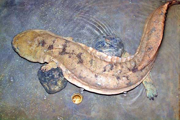 娃娃魚的養(yǎng)殖技術