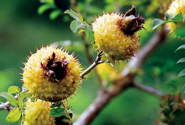 刺梨的營(yíng)養(yǎng)價(jià)值 吃刺梨的好處 刺梨的營(yíng)養(yǎng)價(jià)值