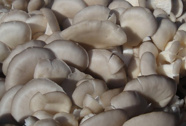 鳳尾菇的功效與作用 吃鳳尾菇的好處 經(jīng)濟作物的作用