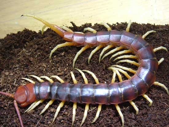 蜈蚣養(yǎng)殖技術(shù) 蜈蚣養(yǎng)殖