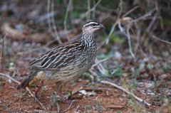 鷓鴣的飼養(yǎng)管理技術(shù)要點(diǎn)