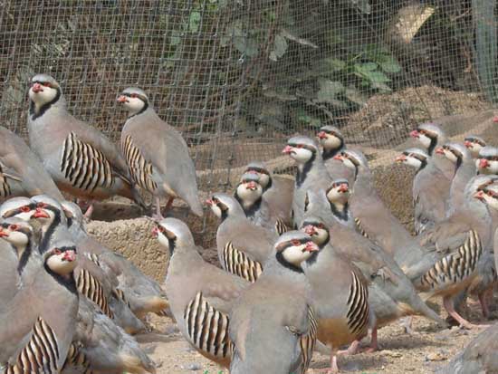 鷓鴣養(yǎng)殖技術(shù)視頻 鷓鴣行情