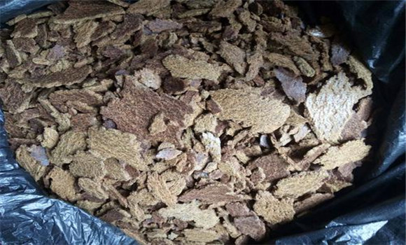 養(yǎng)魚常用的蛋白質飼料有哪些