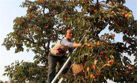 柿子怎么采摘、柿子采收方法