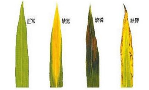 植物缺氮、磷、鉀元素時各有什么癥狀