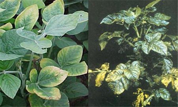 如何判斷植物缺少氮、磷、鉀元素