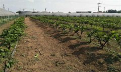 無花果的栽培技術要點有哪些?