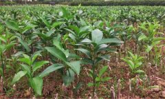 沃柑如何種植，種植沃柑應(yīng)該注意哪些問題？