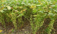 大豆有哪些常見病害，如何防治？