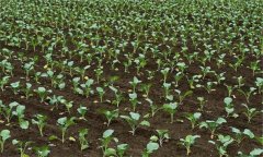 西蘭花什么時間種植比較合適,需注意哪些問題