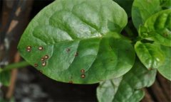 木耳菜的常見病蟲害有哪些？怎么防治？