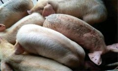 豬黑斑病的癥狀有哪些，豬黑斑病用什么藥治療