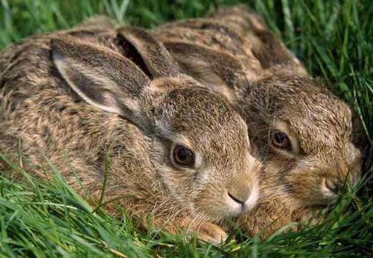 獺兔養(yǎng)殖技術(shù)及視頻指導(dǎo) 獺兔養(yǎng)殖