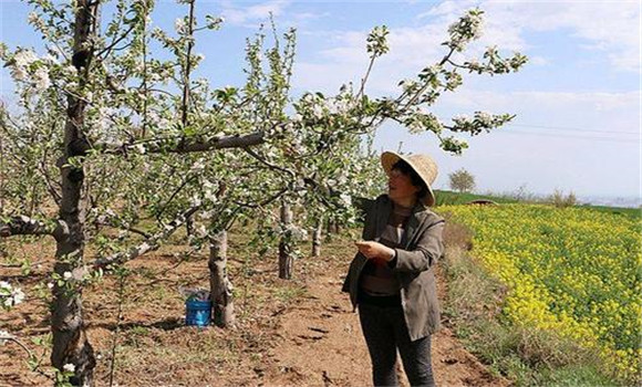 及時(shí)疏花疏果