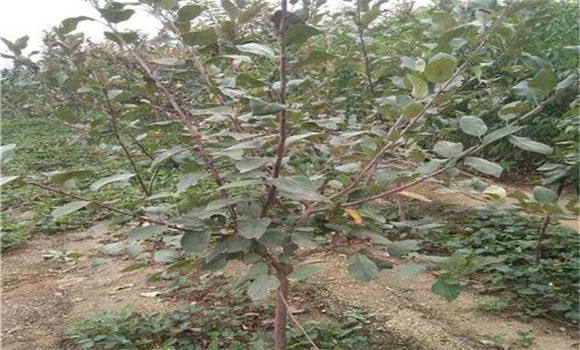 選用壯苗，促樹盡快成形