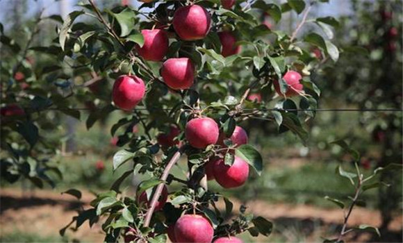 矮化蘋果果實著色好、品質(zhì)好