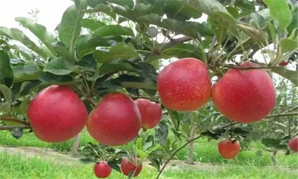 蘋果優(yōu)良品種應具備哪些條件