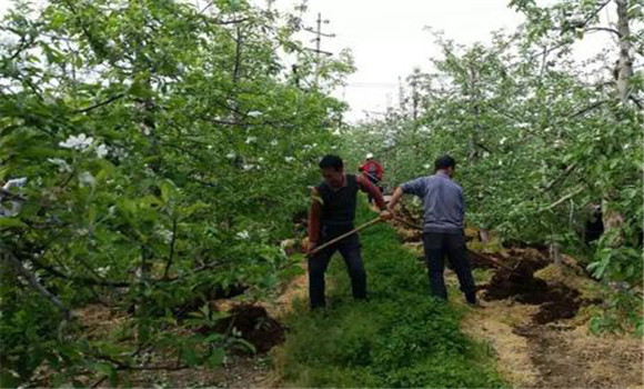 蘋果基肥的種類和施肥量