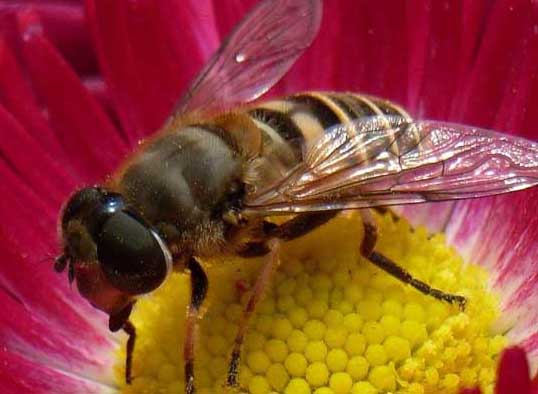 蜂養(yǎng)殖技術