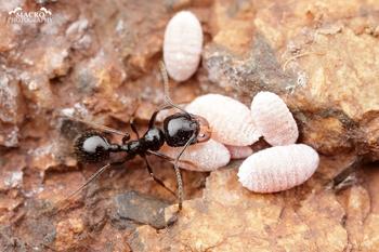 蜜蜂的疾病防治技術