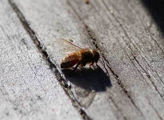 蜜蜂養(yǎng)殖場(chǎng)的保潔和消毒技術(shù) 蜜蜂的養(yǎng)殖技術(shù)