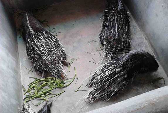 豪豬管理技術(shù)