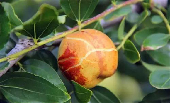 棗樹(shù)裂果原因是什么