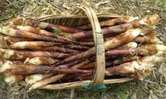 竹筍有哪些種類和優(yōu)良栽培種？