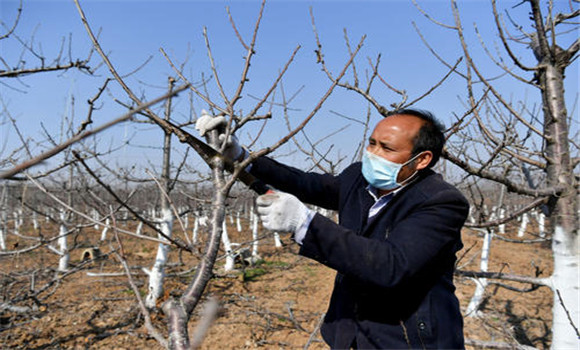 車?yán)遄訕涫裁磿r候修剪為好