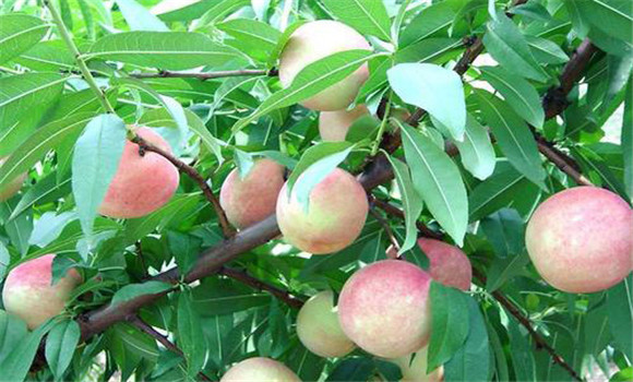 一年兩茬果桃樹(shù)培育要點(diǎn)