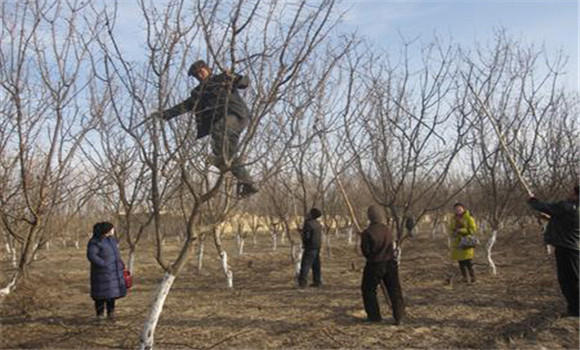不同樹(shù)齡時(shí)期杏樹(shù)的冬剪要點(diǎn)