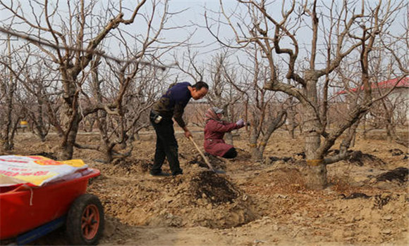 冬棗樹(shù)施肥的最佳時(shí)間