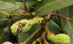 荔枝炭疽病的癥狀特征、防治方法及其發(fā)病規(guī)律