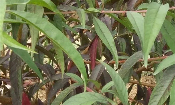 桃樹缺磷如何防治