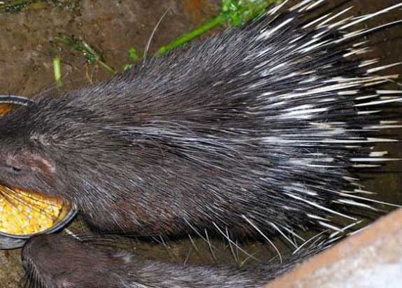 豪豬的飼養(yǎng)技術