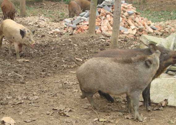 野豬疾病的防治技術