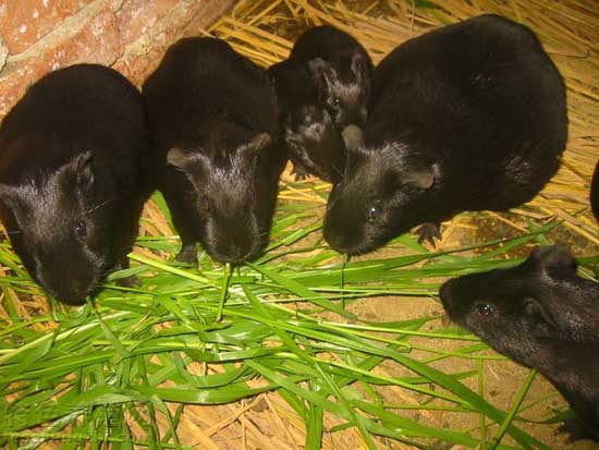 怎樣識別黑豚鼠炒種騙局 黑豚飼養(yǎng)管理方法