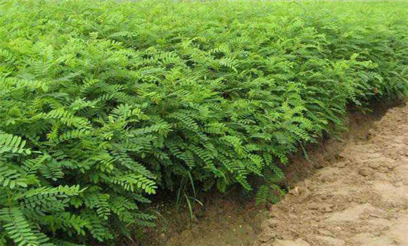 紫穗槐種子種植方法