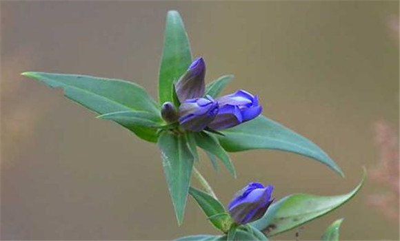 龍膽草產地在哪里
