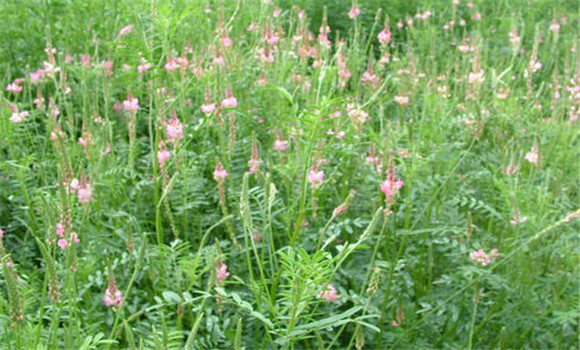 紅豆草品種有幾個,需要什么的生長條件