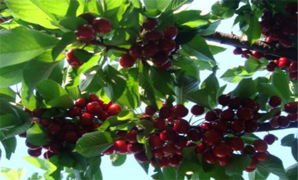 夏季摘心，增枝擴冠