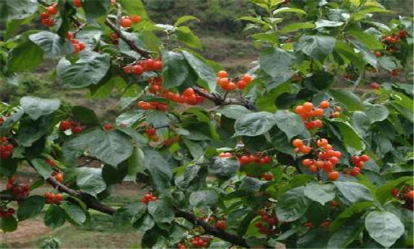 櫻桃病蟲(chóng)害有哪些