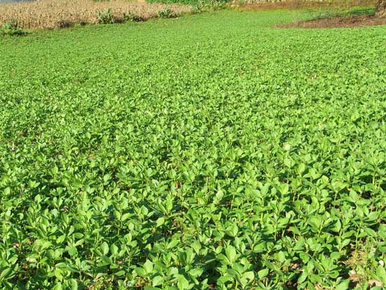 豌豆苗種植技術(shù) 豌豆育苗技術(shù)