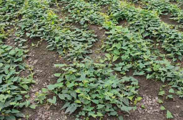 何首烏栽培技術(shù) 何首烏栽培技術(shù)