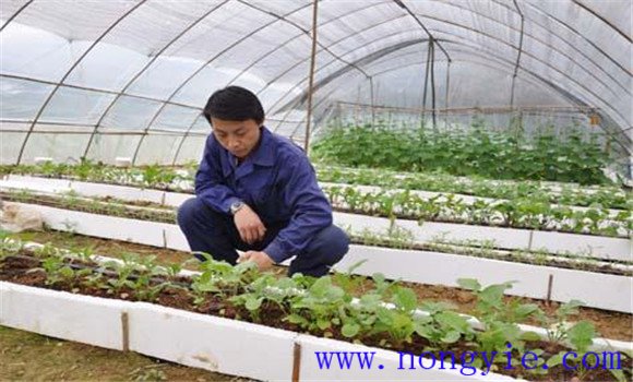 大棚番茄品種應耐低溫、早熟